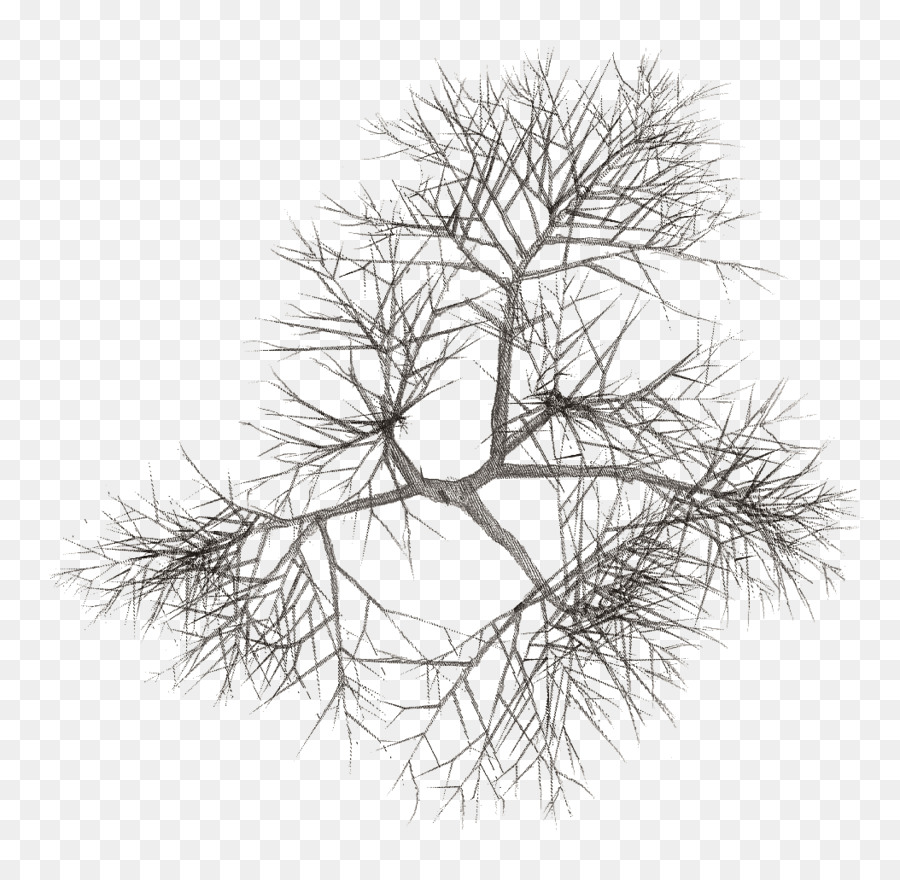 Fir，árbol PNG