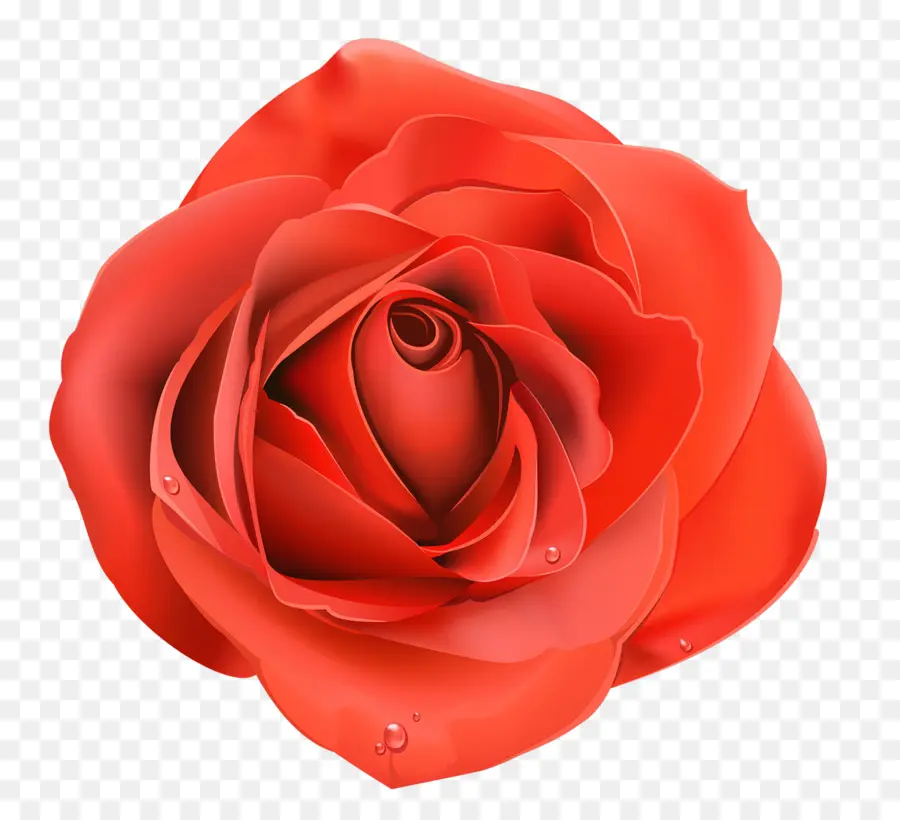 Rosa，Floración PNG