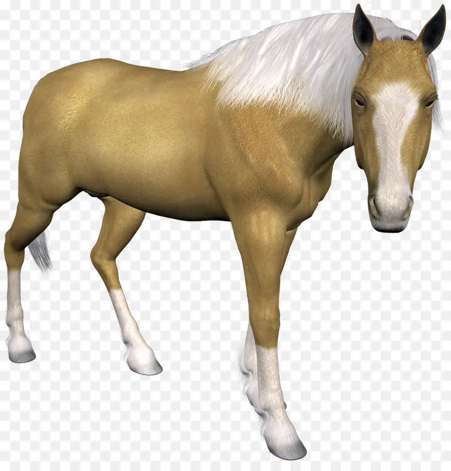 Caballo，Equino PNG