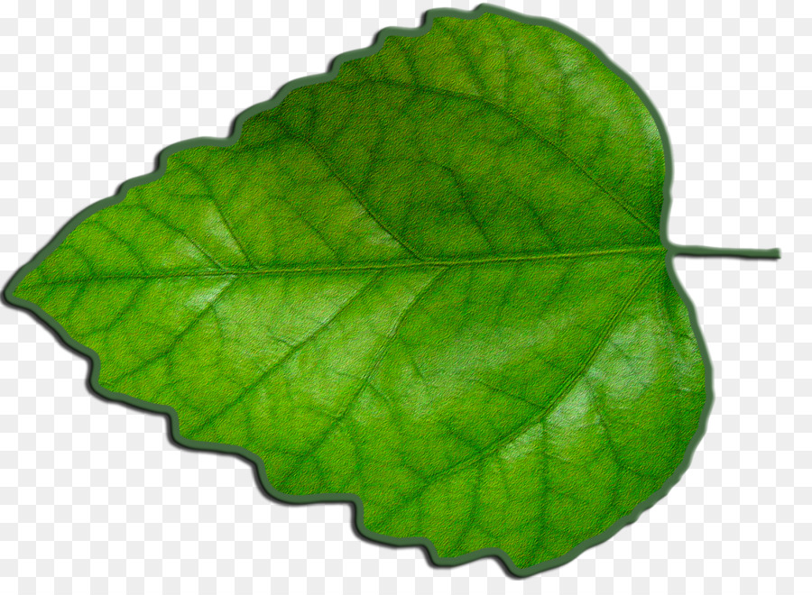 Hoja，Verde PNG