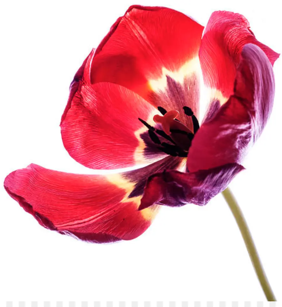 Flor，Tulip PNG