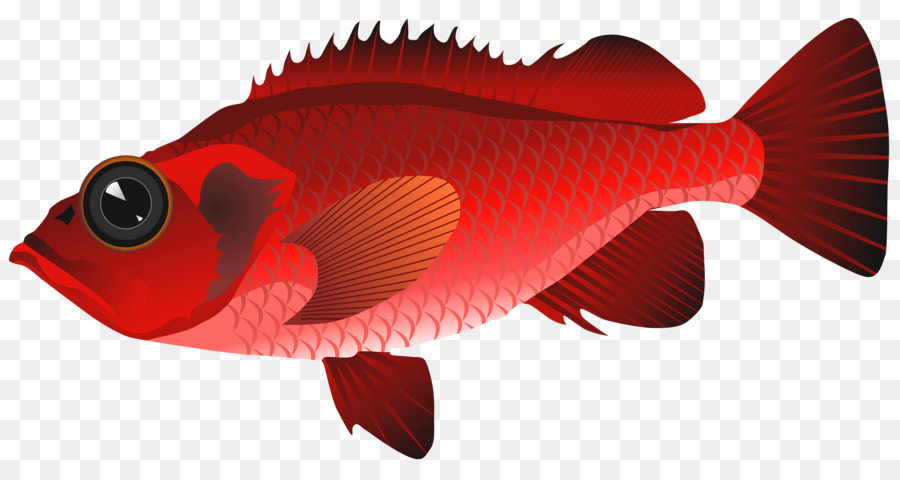 Sashimi，Los Peces PNG