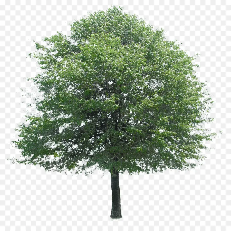 árbol，Una Fotografía De Stock PNG