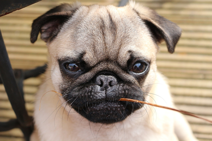 Pug，El Pequinés PNG