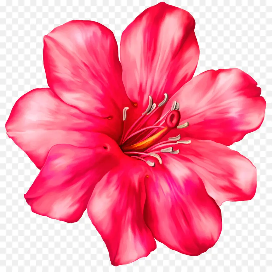 Flor，Flores De Color Rosa PNG