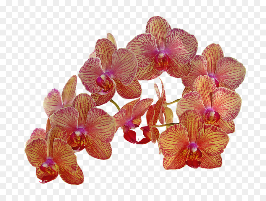 Flores De Orquídeas，Orquídea PNG