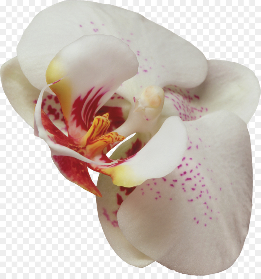 Flor，Las Orquídeas PNG