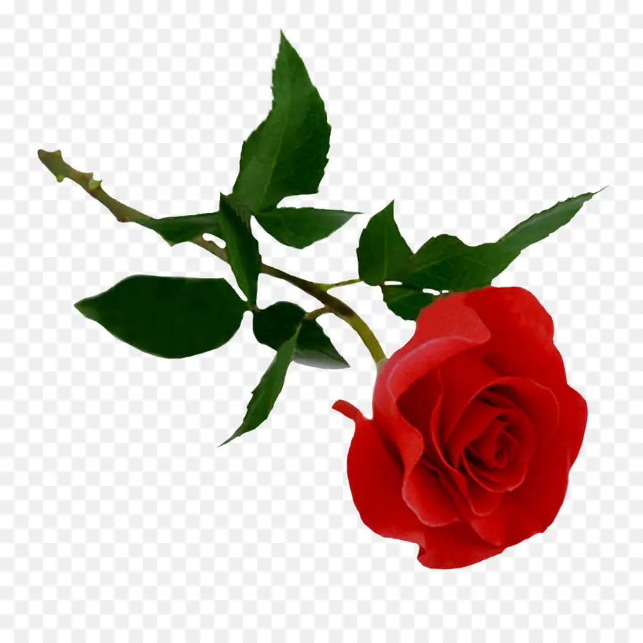 Rosa Rosa，Flor PNG