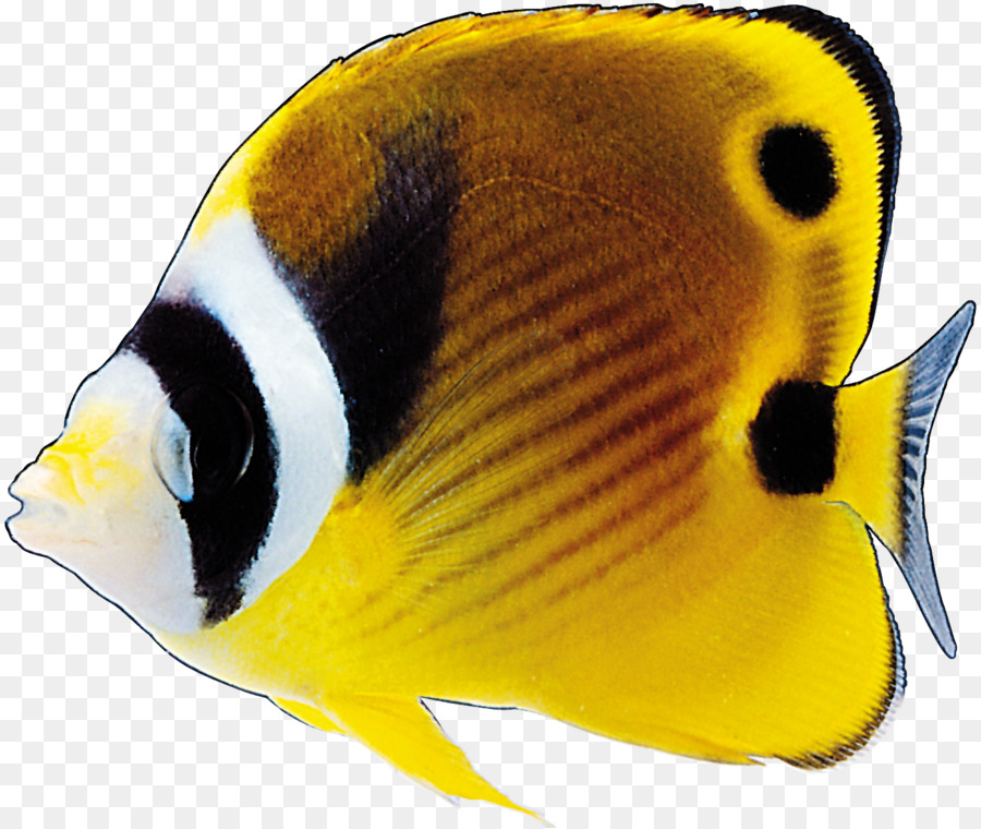 Los Peces Ornamentales，Los Peces PNG