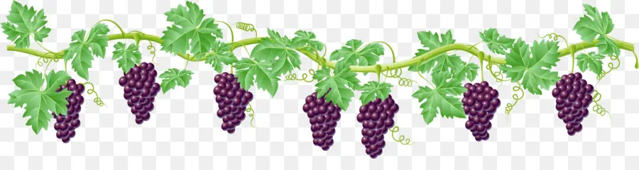 Vid De Uva，Fruta PNG