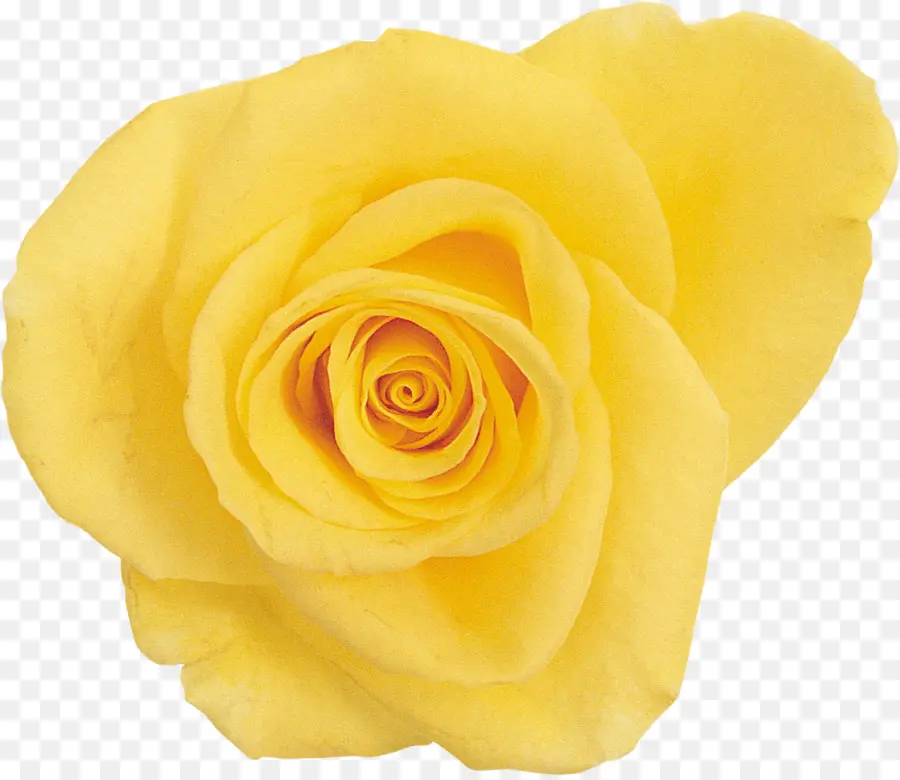 Rosa De La Playa，Amarillo PNG