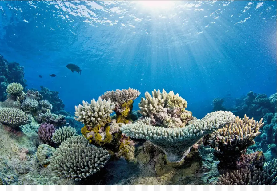 Arrecife De Coral Iluminado Por El Sol，Submarino PNG