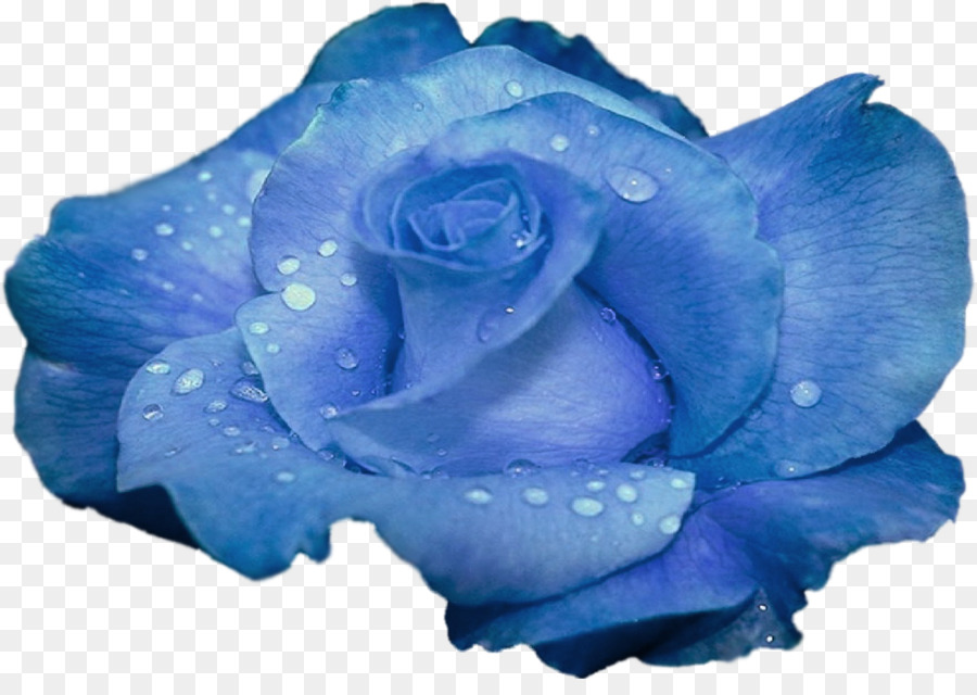 Rosa Azul，Flor PNG