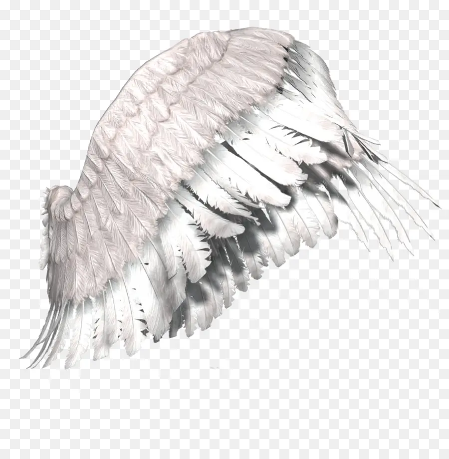 Ala De ángel，Plumas PNG