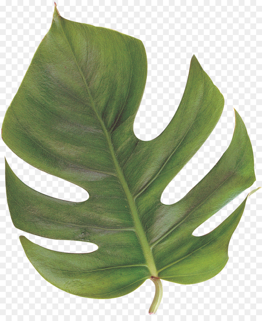 Hoja Verde，Grande PNG