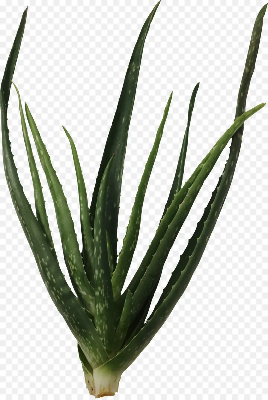 Plant，Cactaceae PNG