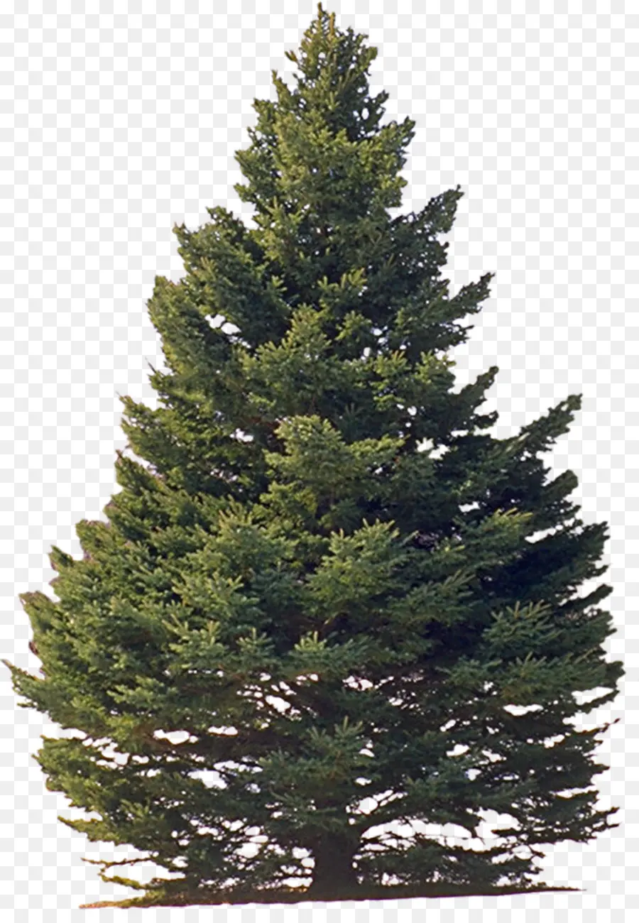 árbol，Pino PNG