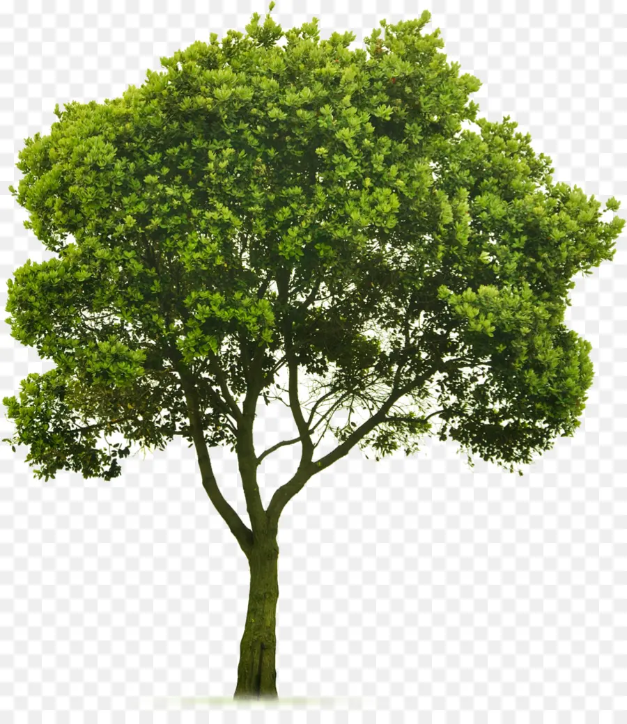 Árbol，Hojas PNG