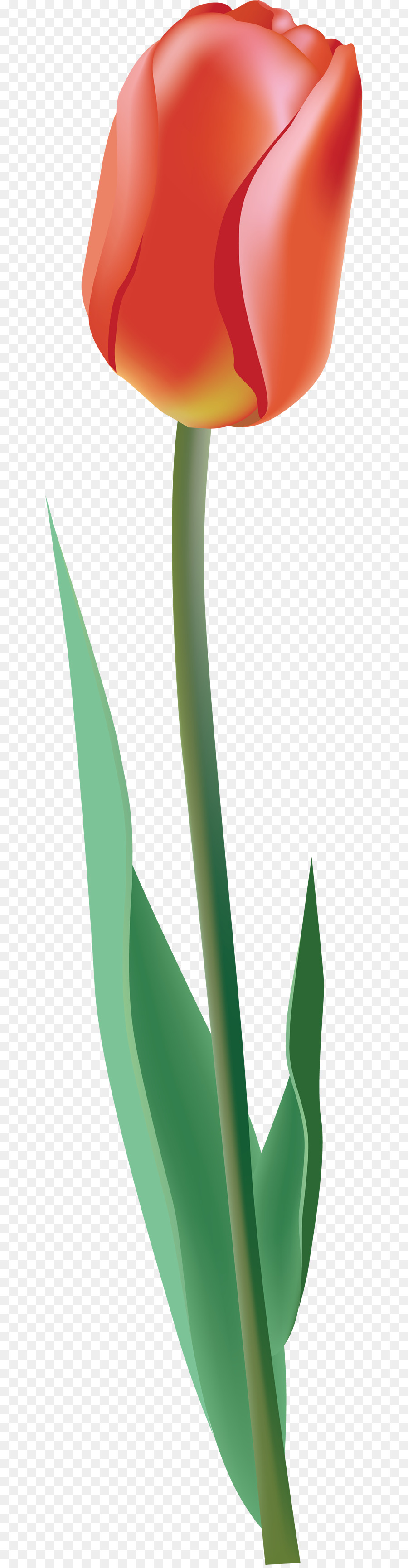 Tulip，Flor PNG