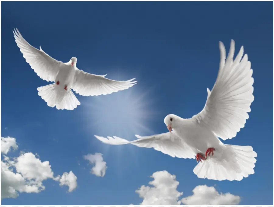 Columbidae，Funeral PNG