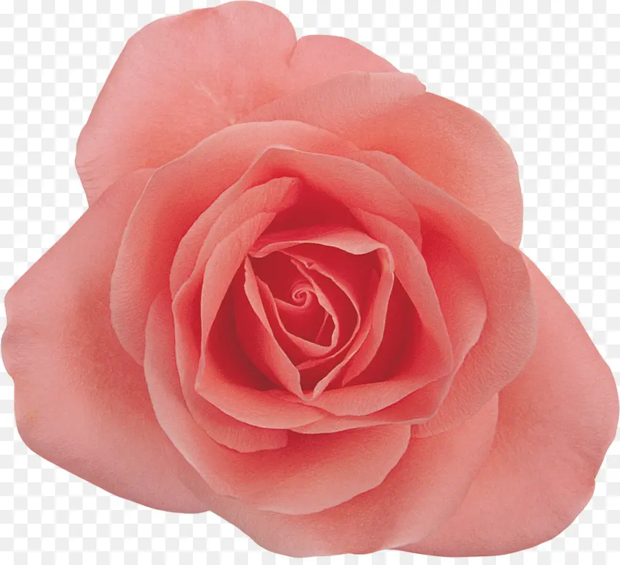 Rosas Centifolia，Flor PNG