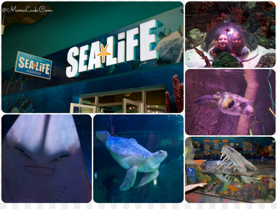 Vida De Mar Vidriosa，Sea Life Minnesota Aquarium PNG