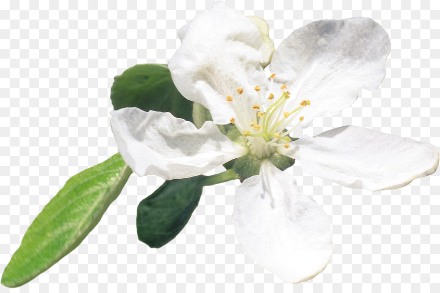 Flor Blanca，Florecer PNG