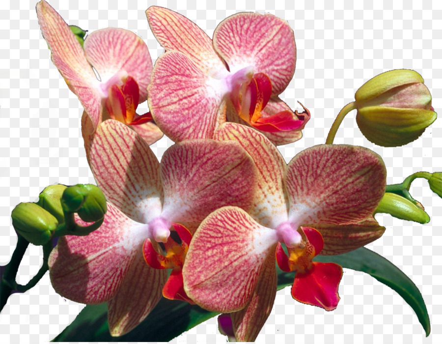 Flor，Las Orquídeas PNG