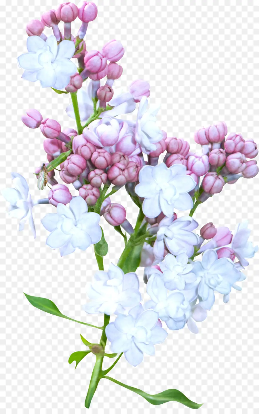 Flores Lilas，Florecer PNG