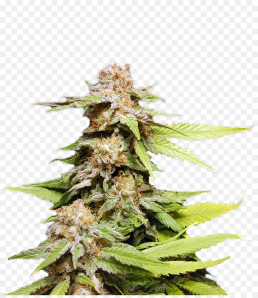 Cogollo De Cannabis，Marijuana PNG