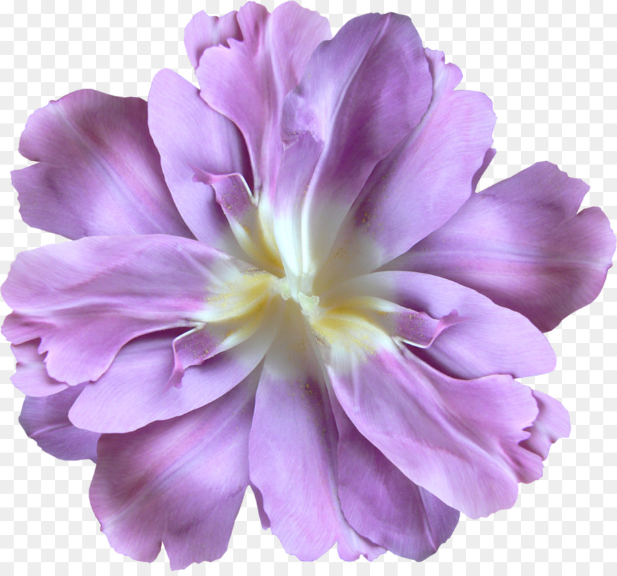 Flor，Violeta PNG