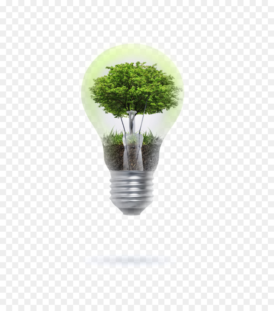 Bombilla De árbol，Ecológico PNG