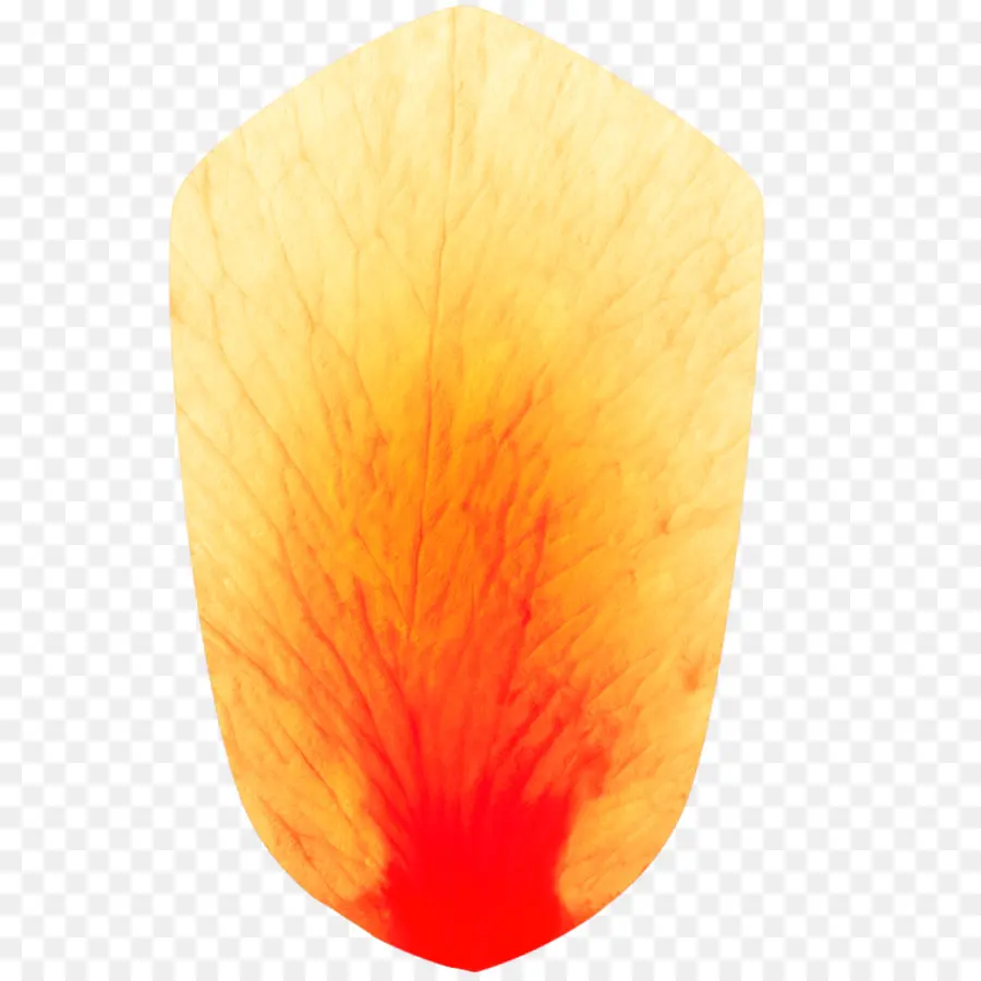 Pétalo De Naranja，Flor PNG