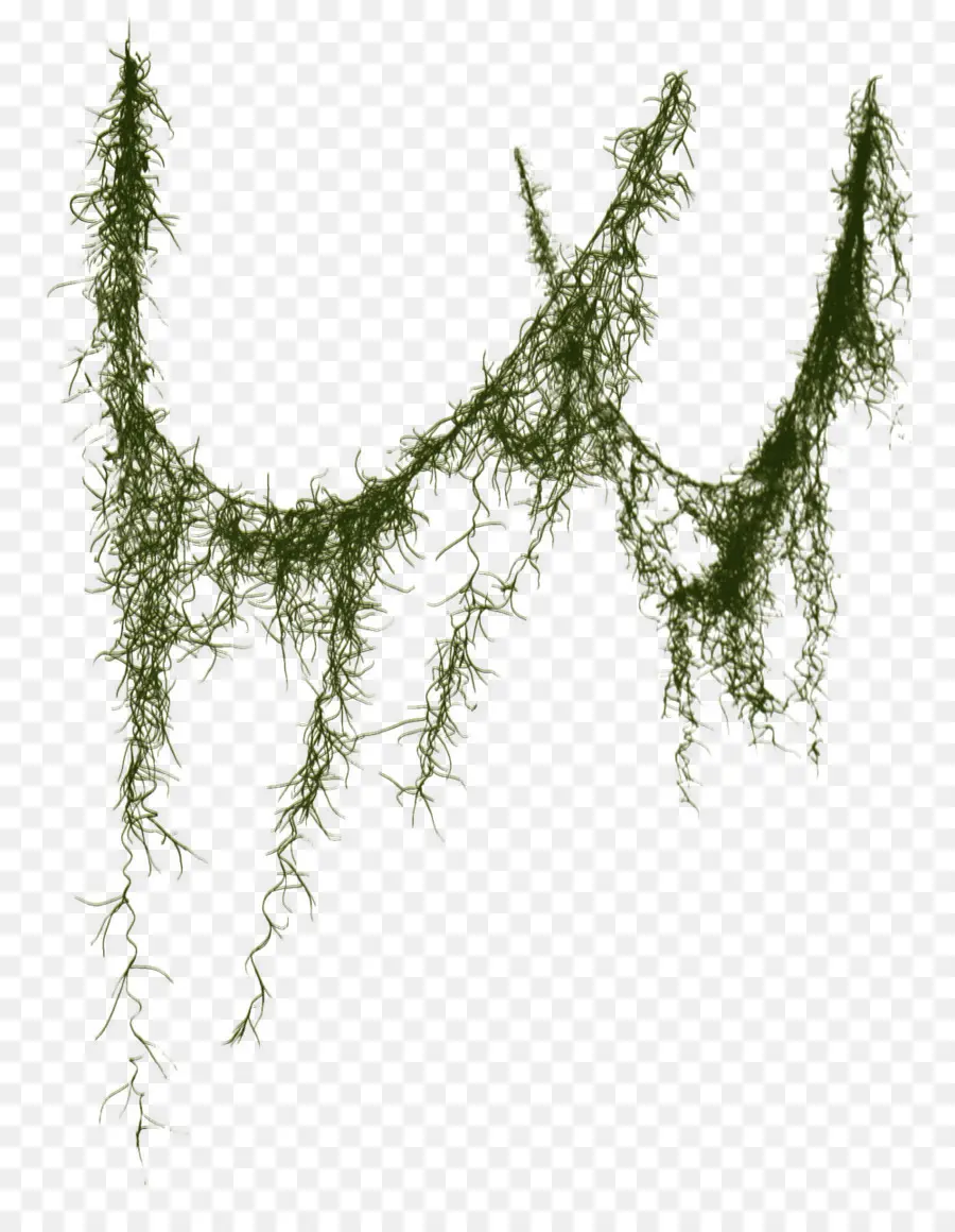 Musgo，Planta PNG