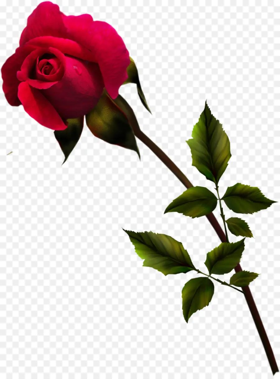 Rosa Rosa，Flor PNG