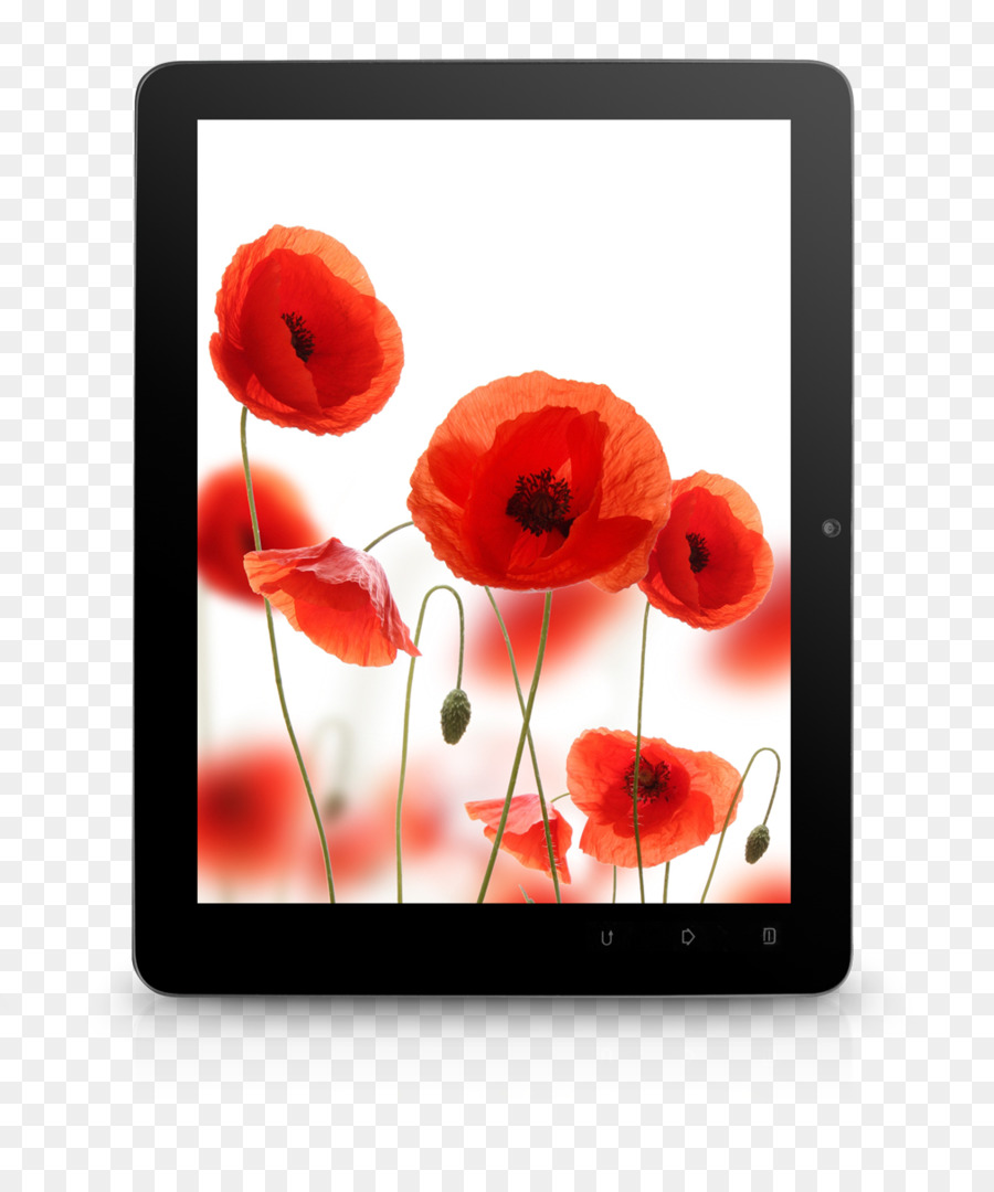 Amapolas，Tableta PNG