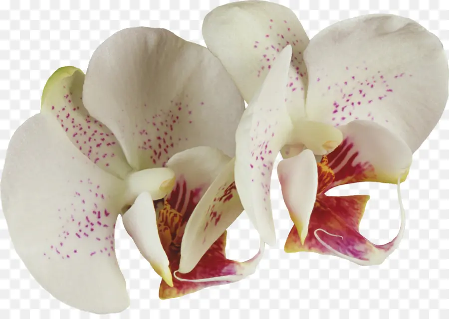 Las Orquídeas，Flor PNG