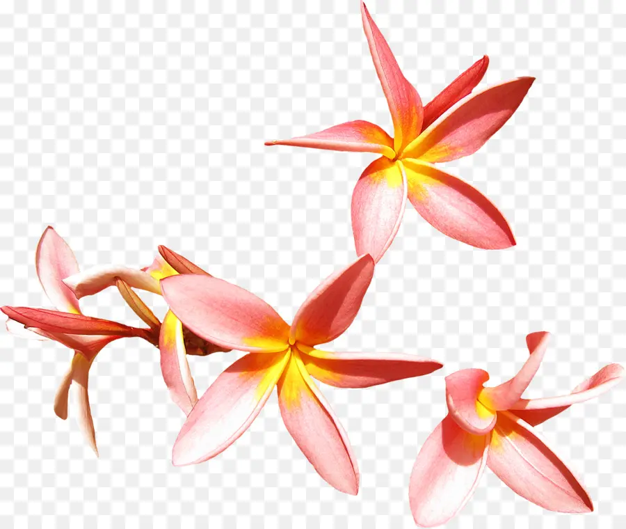 Flores，Florecer PNG