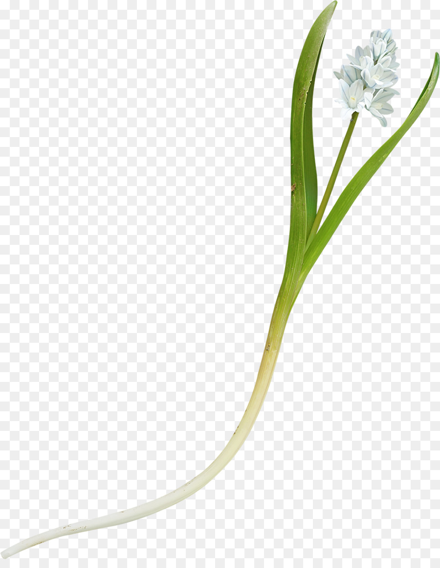 Flor，Provenir PNG