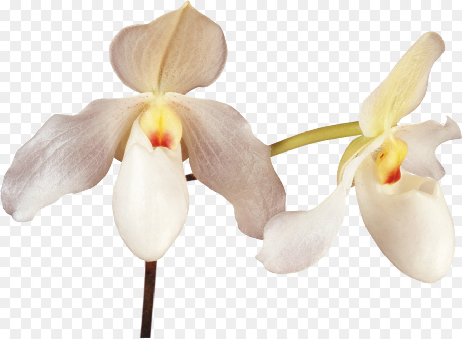 Orquídea Roja，Planta PNG