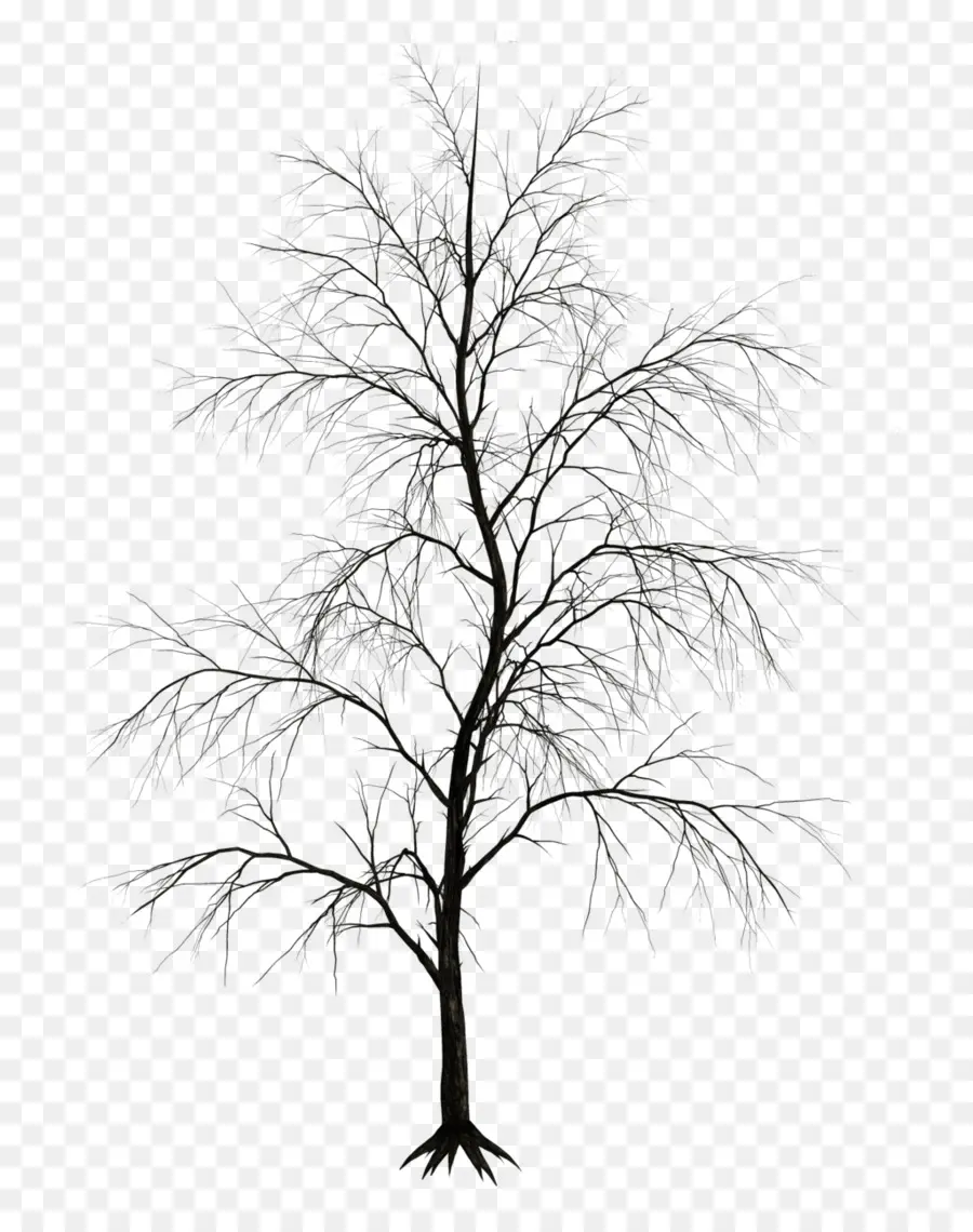 árbol，Dibujo PNG