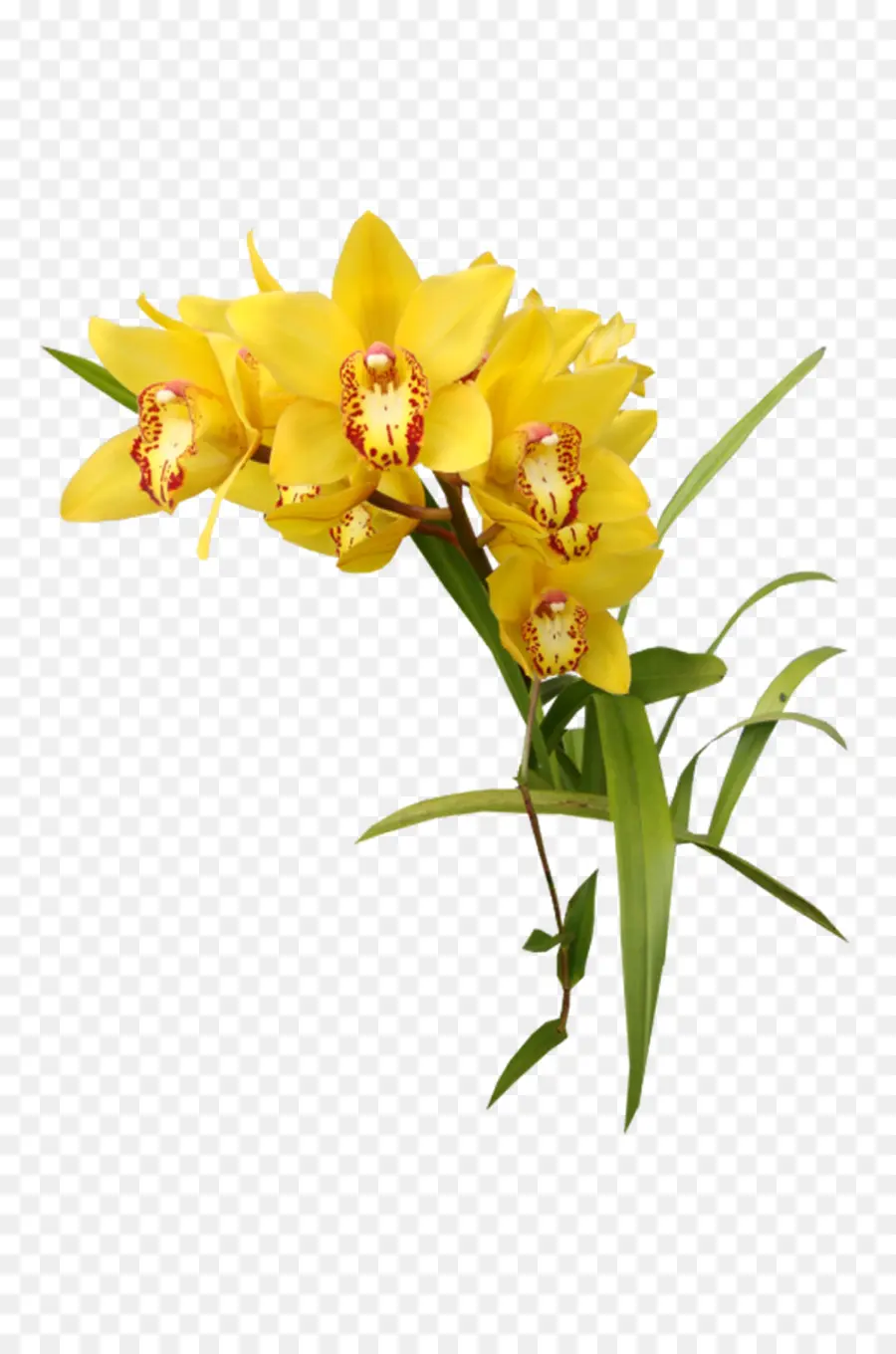 Flor，Amarillo PNG