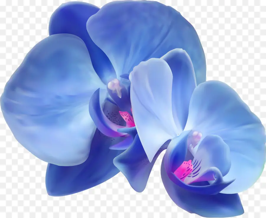 Orquídea Azul，Orquídea PNG