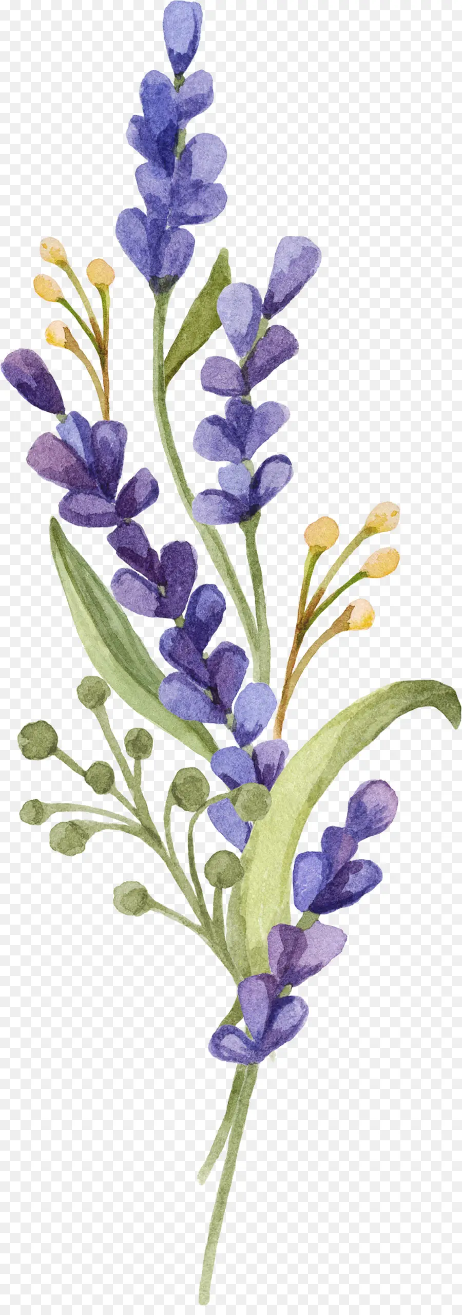 Inglés Lavanda，La Provenza PNG