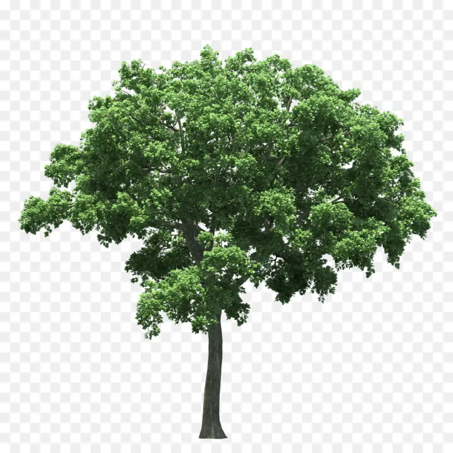 Populus Nigra，árbol PNG