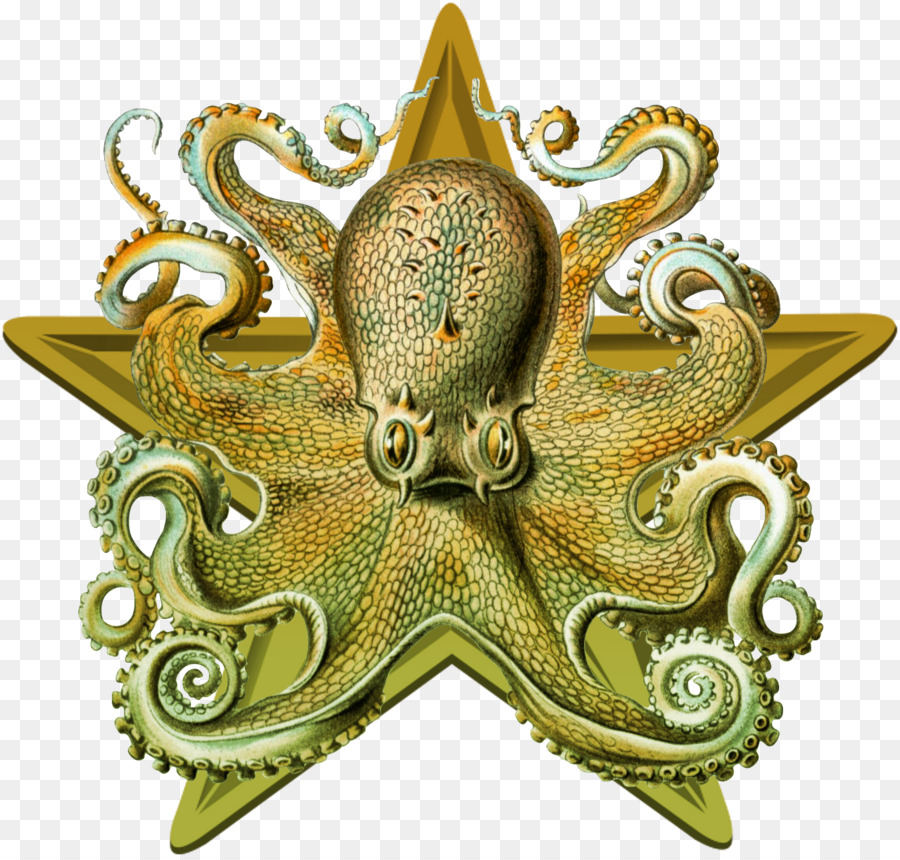 Pulpo，Estrella PNG