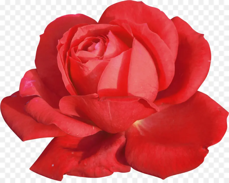 Rosas Rosadas，Flores PNG