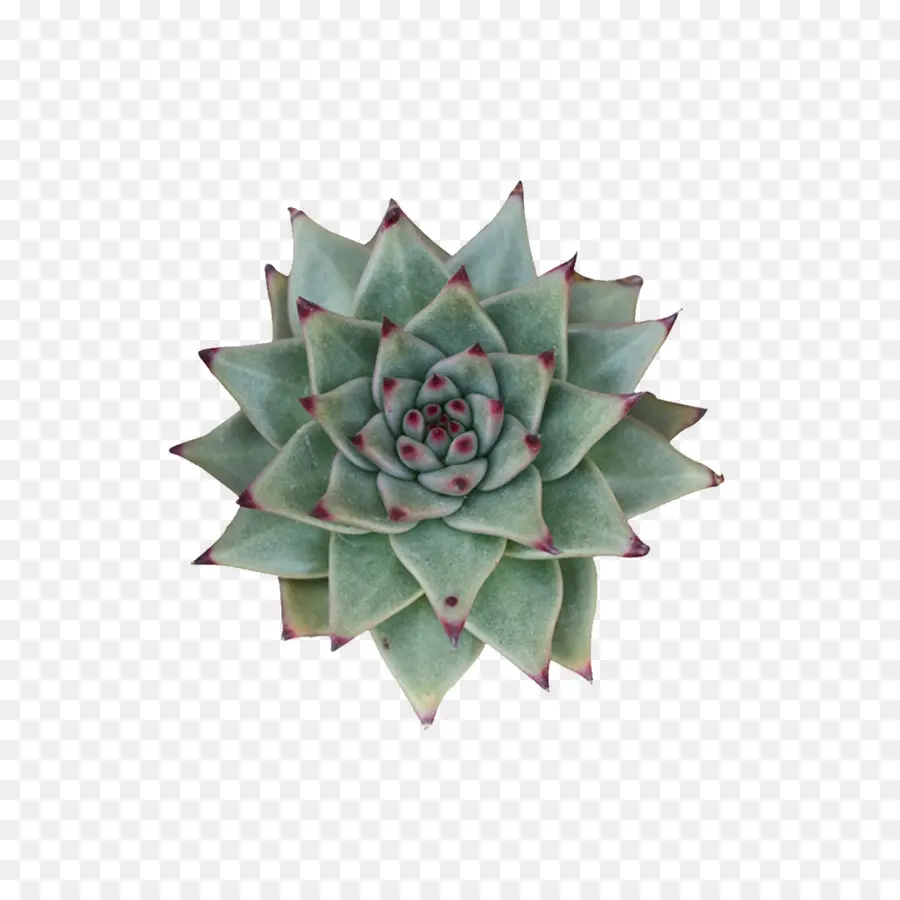 Planta Suculenta，Cactaceae PNG