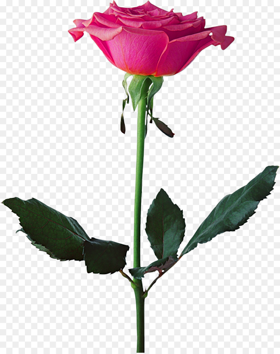 Black Rose，Flor PNG