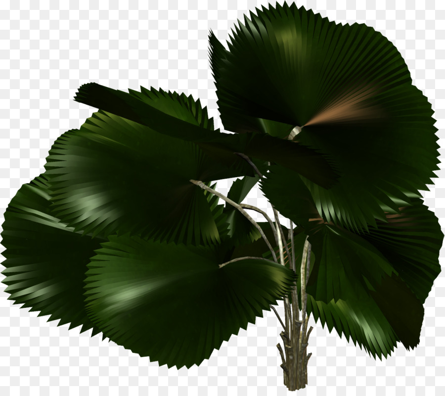 Planta，Verde PNG